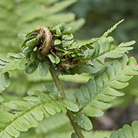 gall Chirosia betuleti